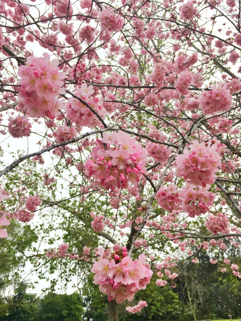 桜フェスティバル