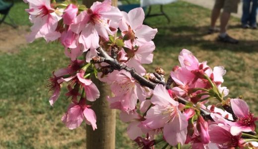 春の訪れを感じるものといえばやっぱり桜！ Huntington Beach Cherry Blossomフェスティバル