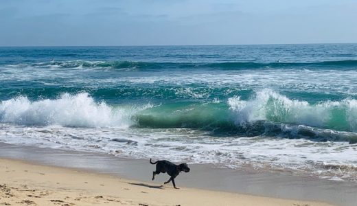 ワンコ連れで海を楽しもう！ハンティントンビーチのドッグビーチではしゃぐ犬たち