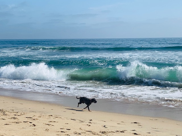 ワンコ連れで海を楽しもう ハンティントンビーチのドッグビーチではしゃぐ犬たち Taekoのocへいこう